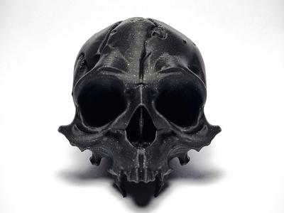 Skull Fossil