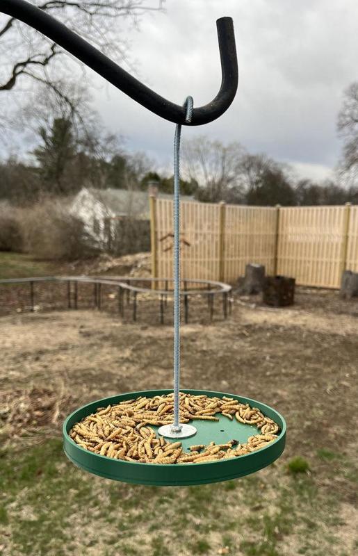 Bird feeder dish