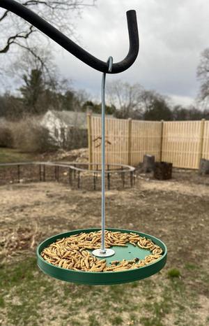Bird feeder dish