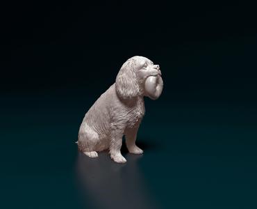 Cavalier King Charles Spaniel