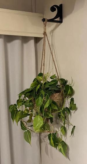 Bass Clef Wall-Mounted Plant Holder   