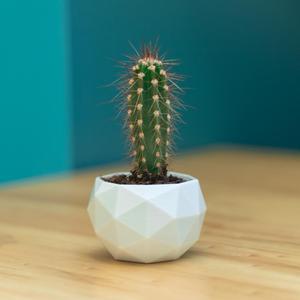 Flower Pot - Low Poly