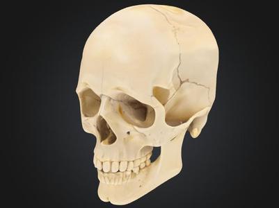 Last filament human skull