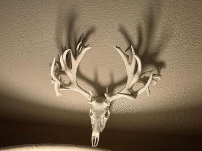 "Maximus" Whitetail Deer Skull