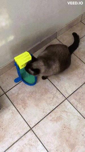 Cat Cat Glutton