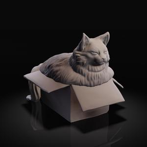 Fat cat in box