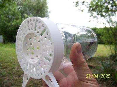 Asian hornet trap - free bees