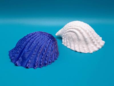 Conch 