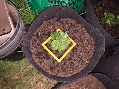 Slug Stopper/Repeller/plant protector/guard