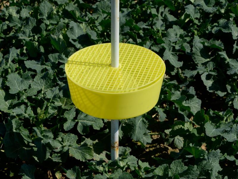 Trap tray for pest control and plant protection