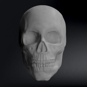 Male Skull Sculpt, Sculpture, Various Versions
