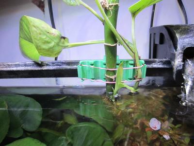 plant holder for fish tank