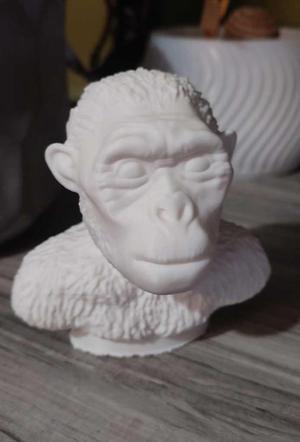 Australopithecus