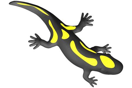 Zweifarbiger Salamander, Dual color salamander