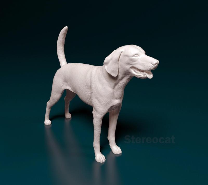 American foxhound