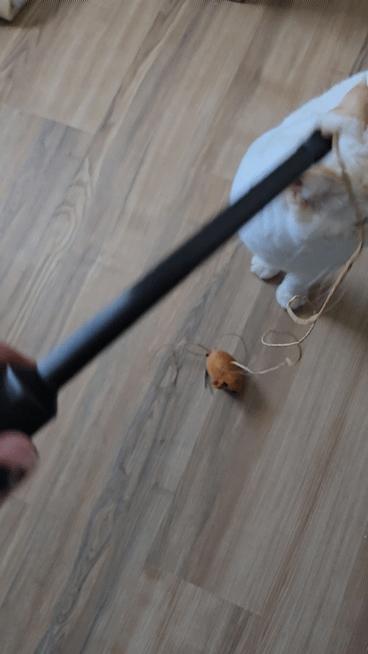 Really stable stick for (cat) toys