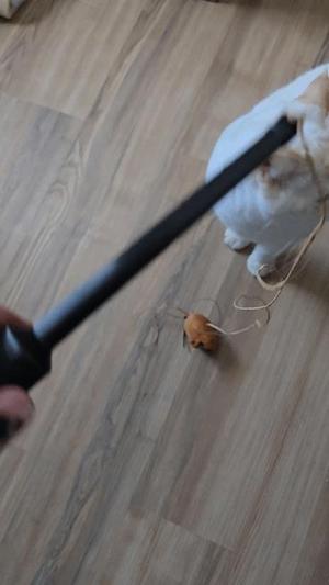Really stable stick for (cat) toys