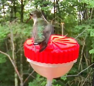 Hummingbird Feeder for Birdfy Pro