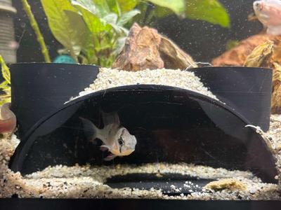 Aquarium observation cave