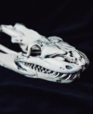 Python Snake Skull