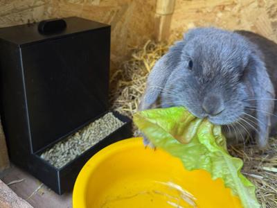 Rabbit Automatic Feeder - Automatic feeder for rabbits
