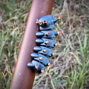 Baby Citheronia Devil Horned Caterpillar