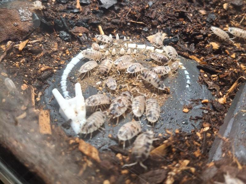Charizard Skull Isopod Feeding Tray