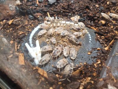 Charizard Skull Isopod Feeding Tray