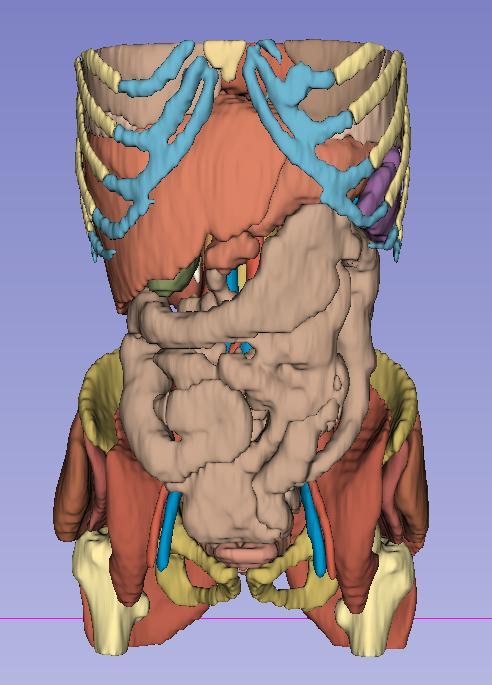 Adult Human Anatomy 1 - CT Scan