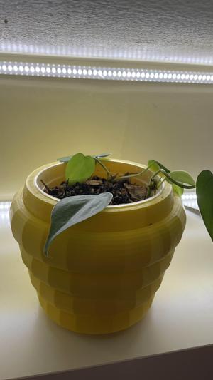 Beehive Pot