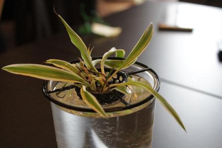 Floating Root Starter