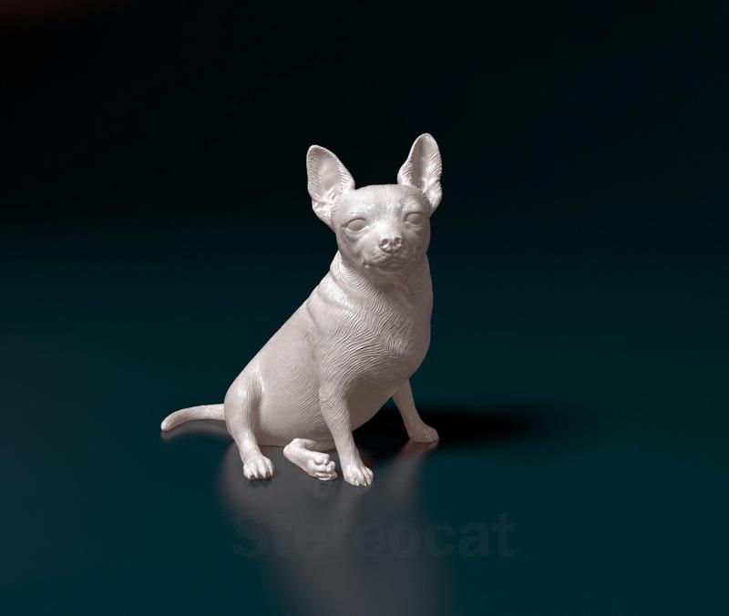 Chihuahua 09