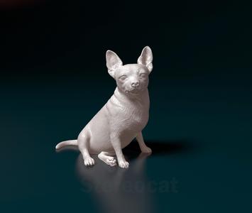 Chihuahua 09