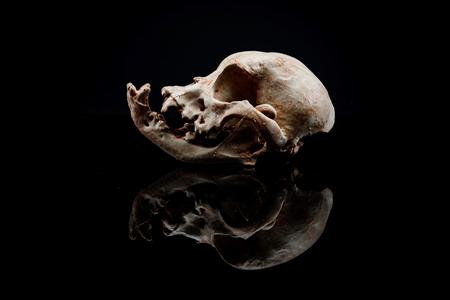 Bulldog Skull (Pre Supported)
