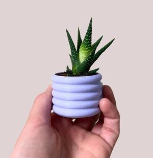 Mini Blumentopf - Mini Sukkulenten Kühlschrankmagnet