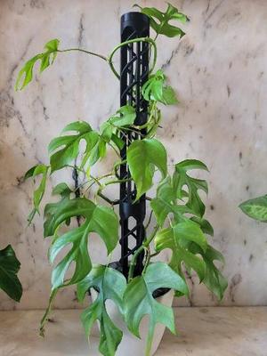Moss pole kit