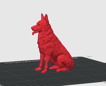 German Shepard Dog 