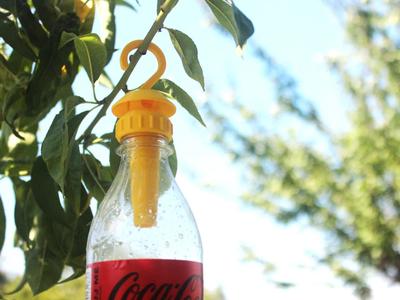 Bottle Wasp Trap