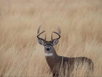 Lithophane Whitetail Buck