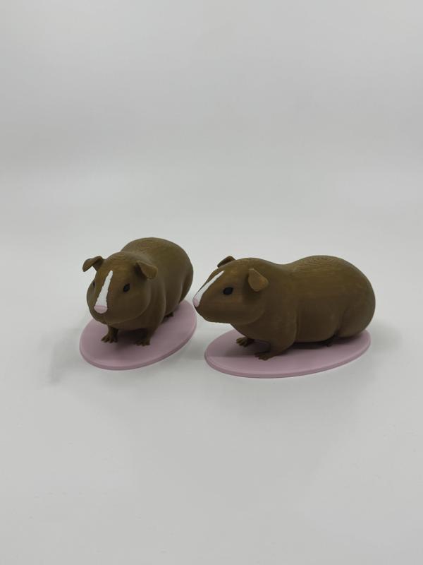 Guinea Pig