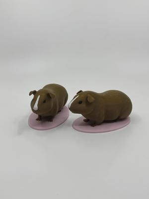 Guinea Pig