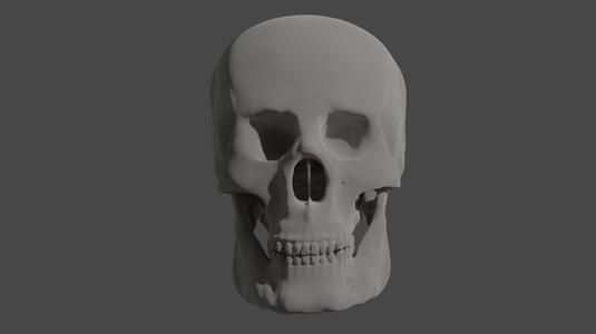 Anatomically accurate (Somewhat) skull and jaw.