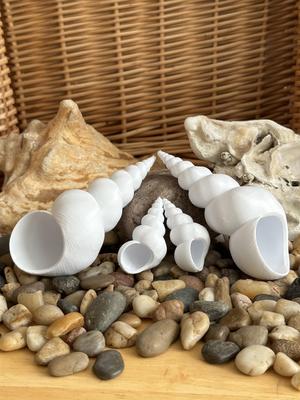 Turritellid Seashell (long)