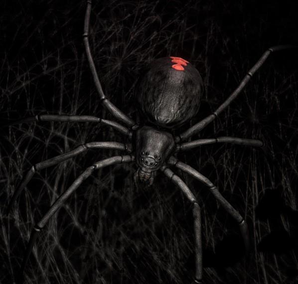 Spider
