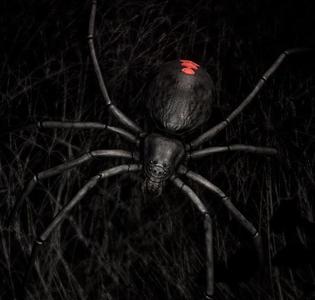 Spider