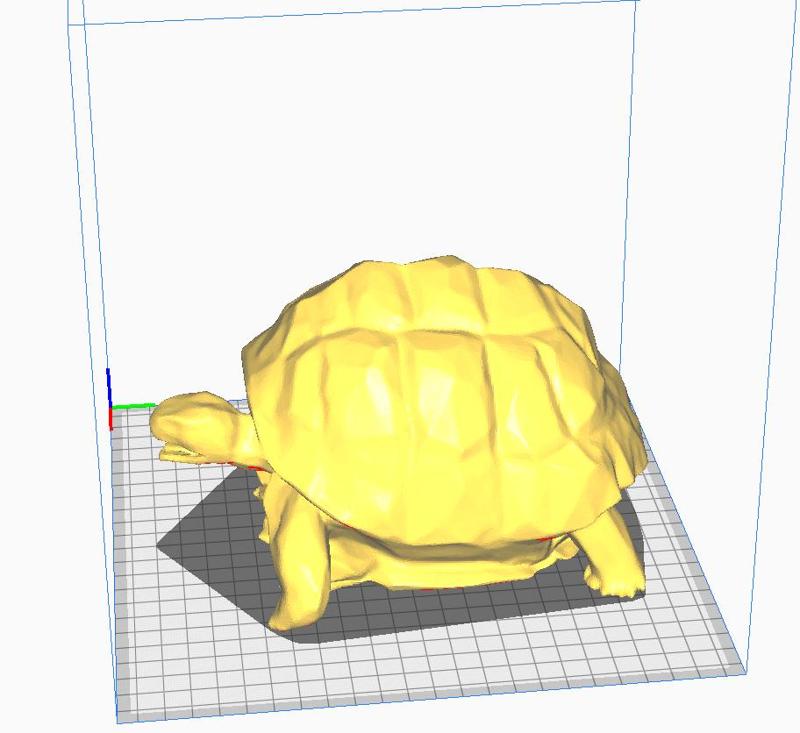 tortoise