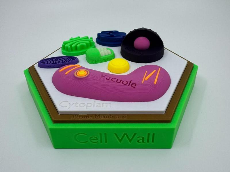 Plant Cell Model w/ Labels