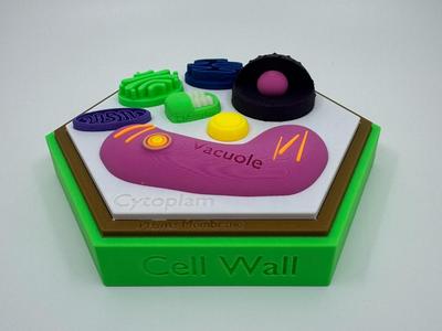 Plant Cell Model w/ Labels