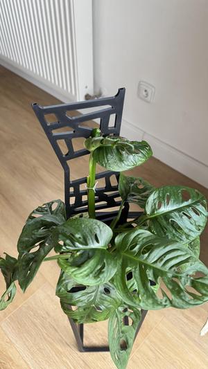Plant ladder