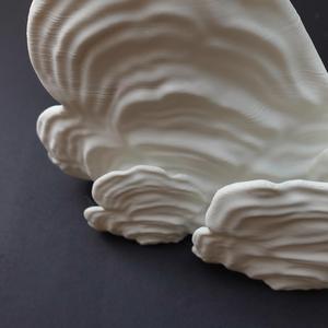 Wall shelf "Ostrea Fungus" by gazzaladra